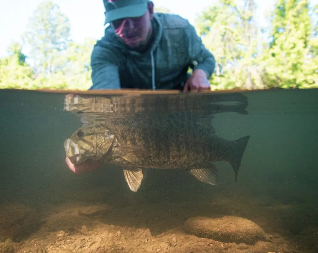 Brook trout held over spring water