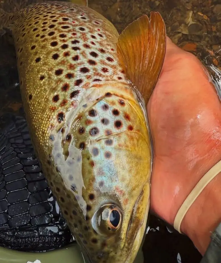 Angler with a catch